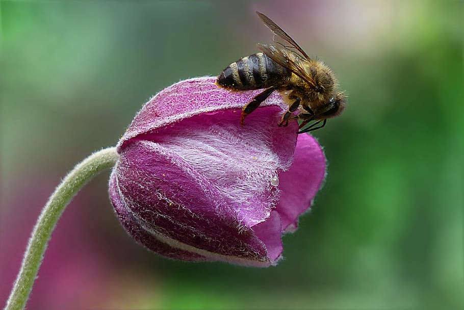bee on top purple petal flower closeup photography, honey bee HD wallpaper