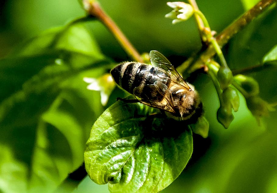 insect, nature, leaf, plant, animal themes, animal wildlife HD wallpaper