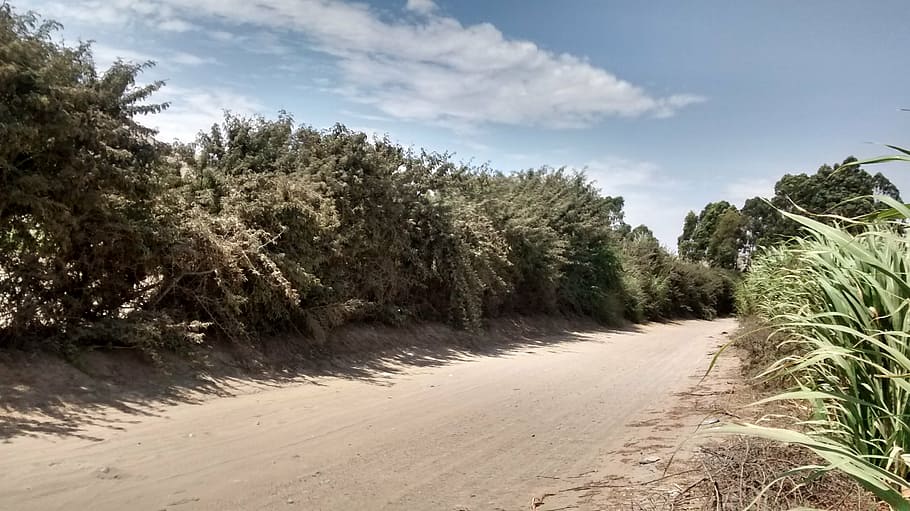trail, path, nature, route, plant, tree, sky, road, direction HD wallpaper