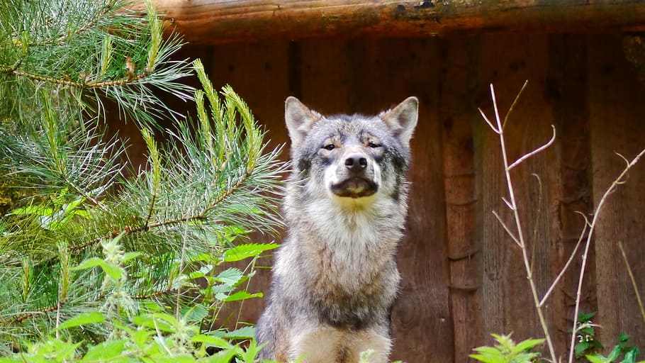 wolf, predator, canis lupus, hunter, wild animal, mammal, forest dwellers HD wallpaper