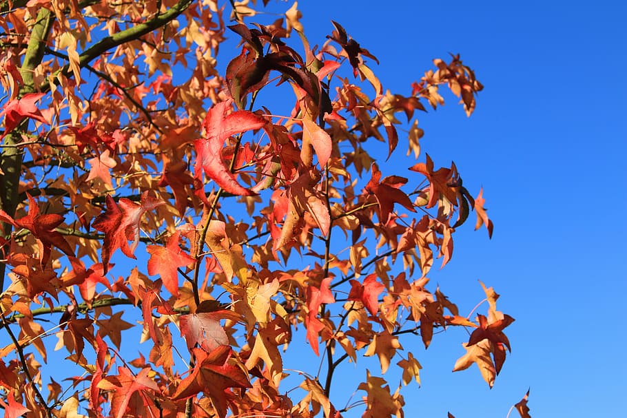 needle leaf maple, red, leaves, colorful, maple leaves, deciduous tree HD wallpaper