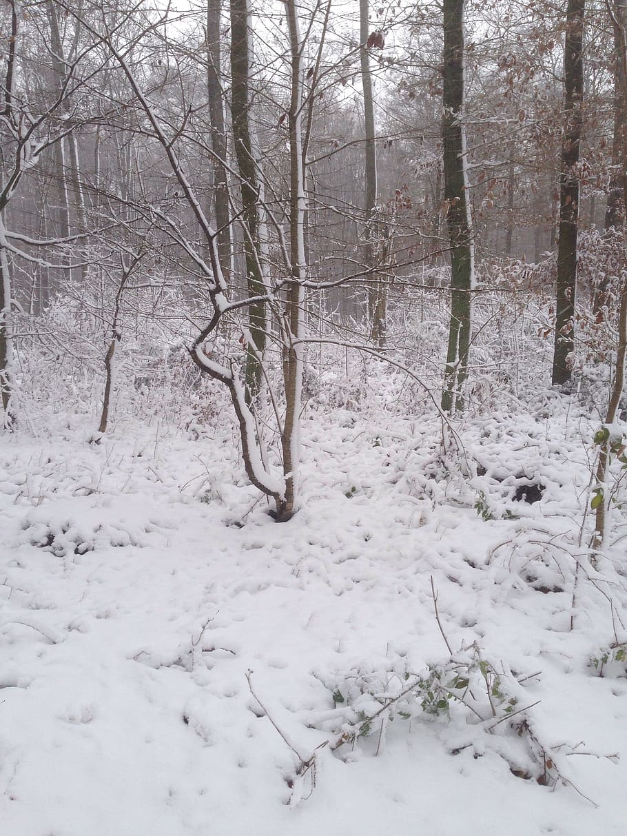 winter, forest, snow, trees, nature, wintry, snowy, landscape HD wallpaper