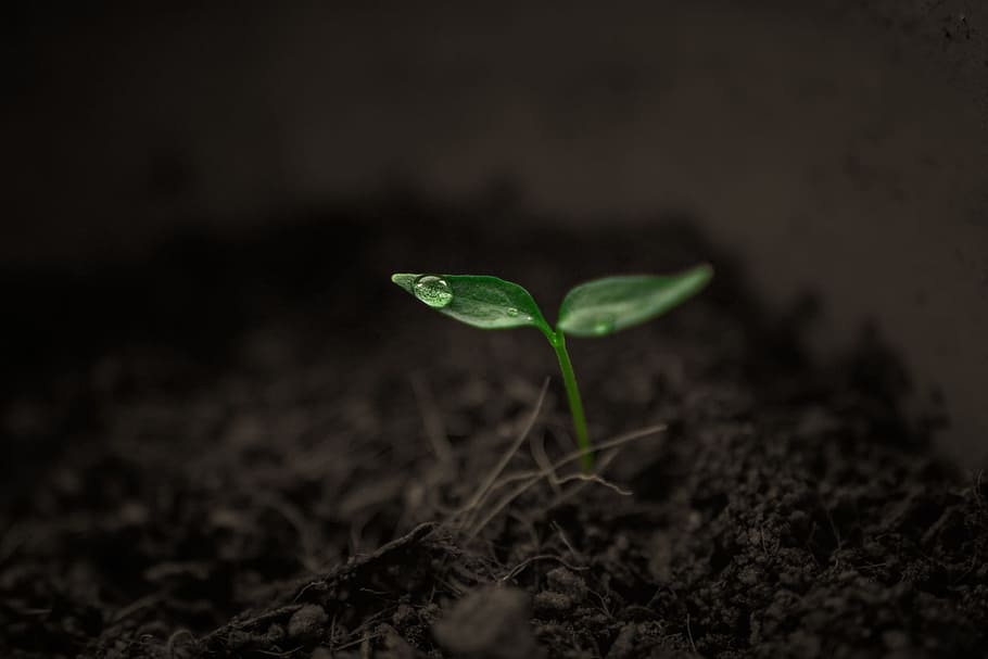 green, grow, grow up, plant, rain, single, singular, soil, sprout, HD wallpaper