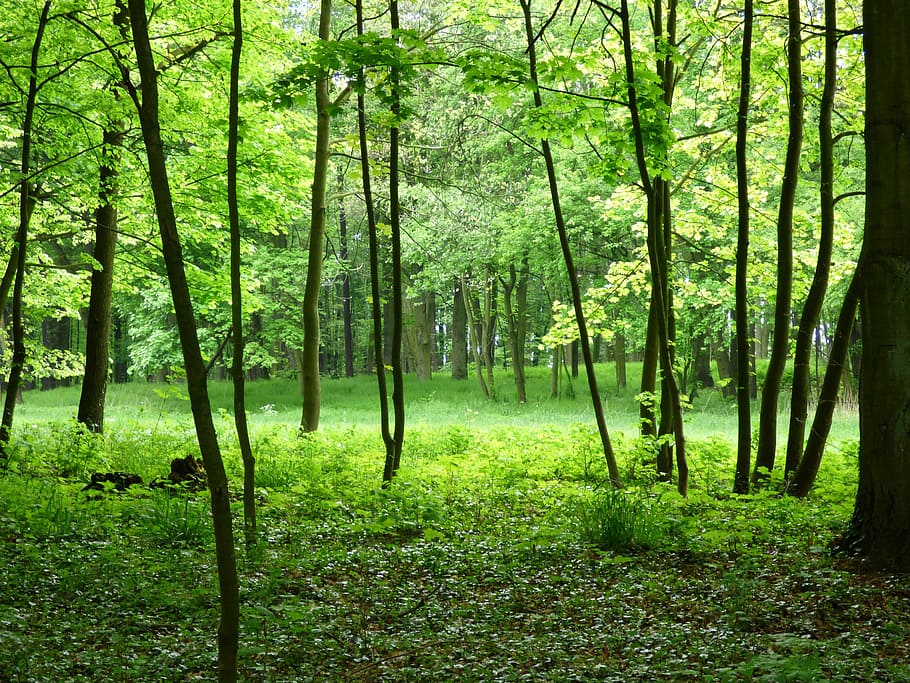green leaved trees, Forest, View, Nature, Poland, roslinność HD wallpaper