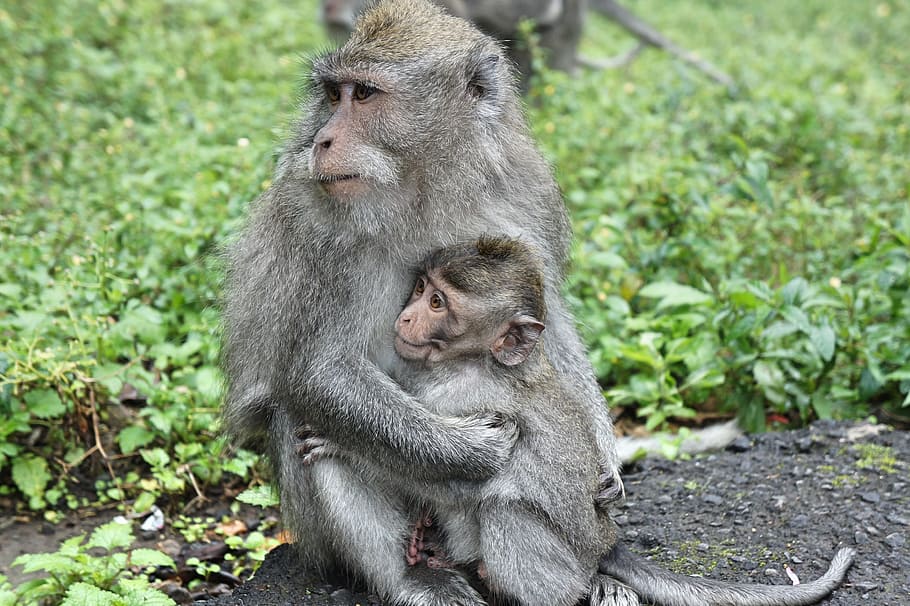 indonesia, bali, monkey, motherhood, love, young, macaques, HD wallpaper