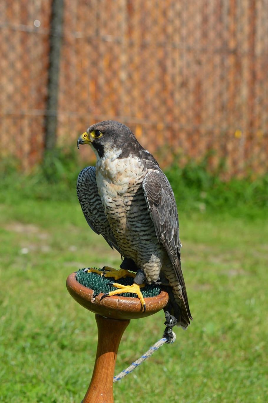 Falcon, Small, Hawk, American, Predator, bird, fly, wings, feather HD wallpaper