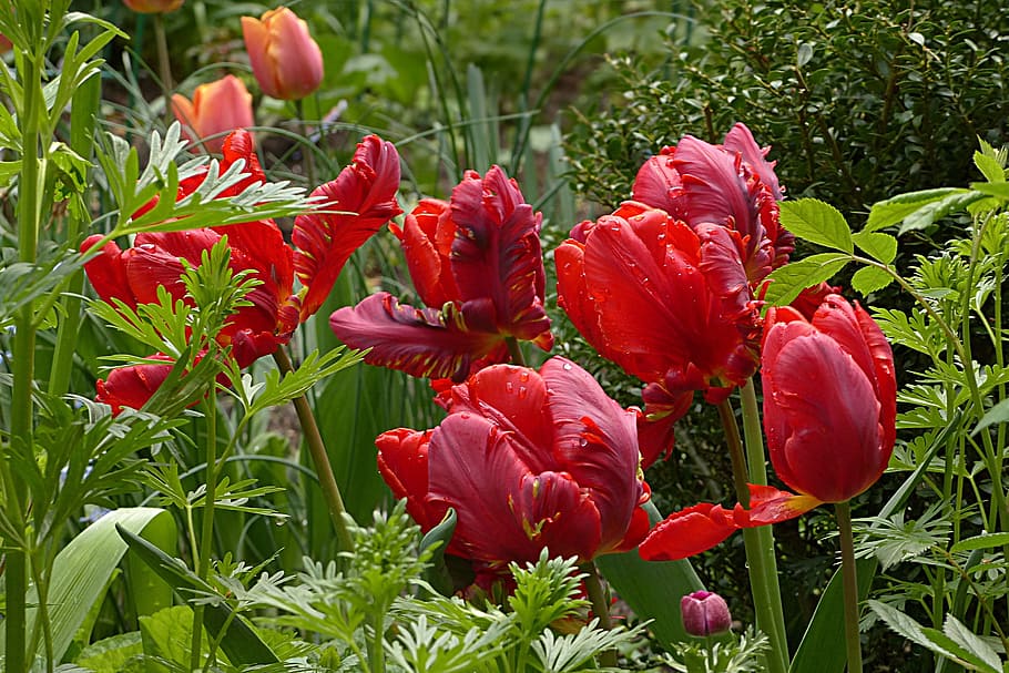 Flower, Tulip, Parrot, Tulipa, parrot tulip, red, spring, growth, HD wallpaper