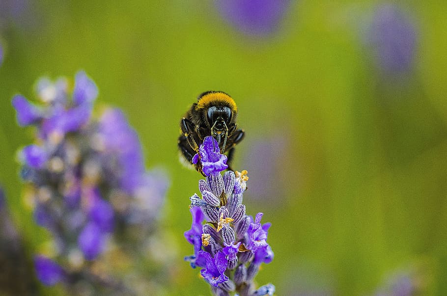 nature, flower, outdoors, summer, flora, bee, insect, honey HD wallpaper