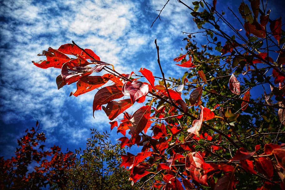 tree, leaf, season, nature, autumn, stone cattle walled, sky HD wallpaper