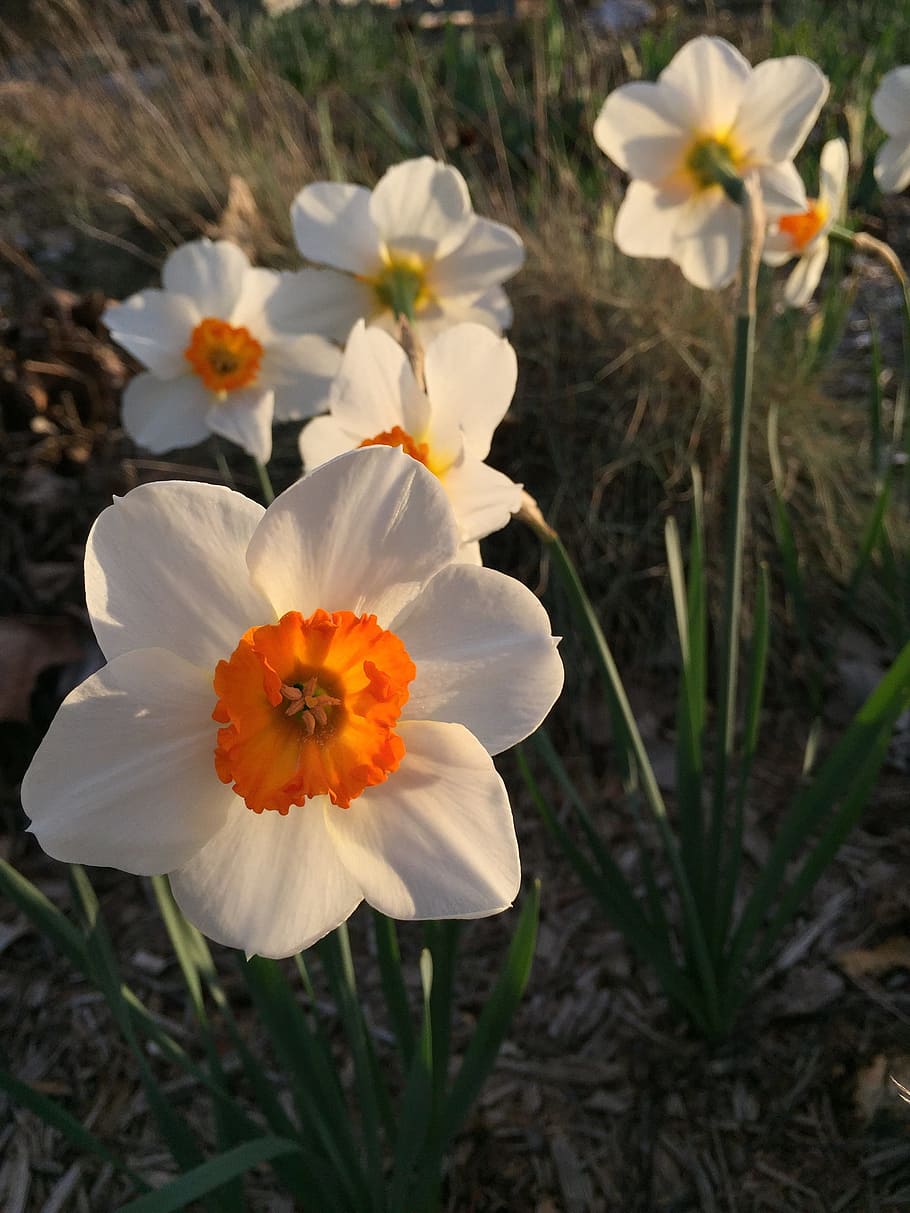 Daffodil, Flower, Spring, Narcissus, springtime, garden, nature HD wallpaper