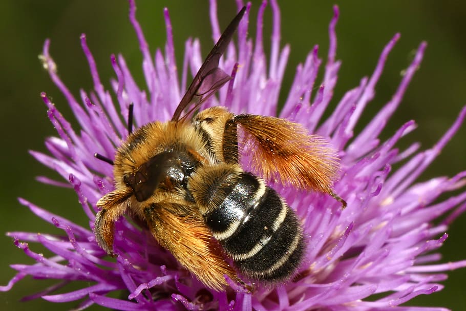 bee drinking on purple flower, bee on purple flower, wasp, insect HD wallpaper