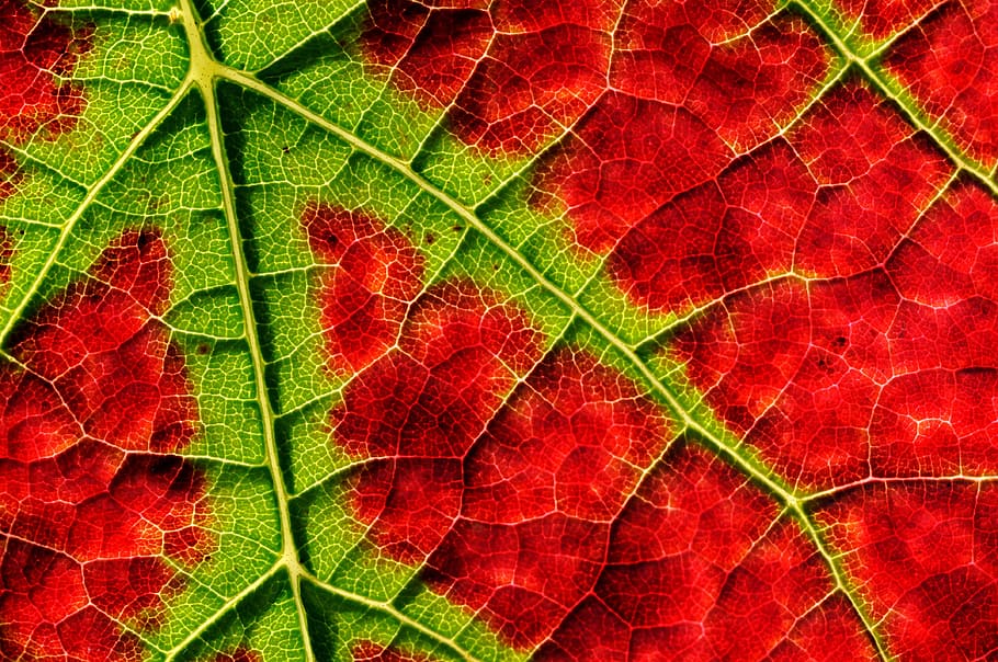 red and green leaf, structure, autumn, vine, emerge, close HD wallpaper