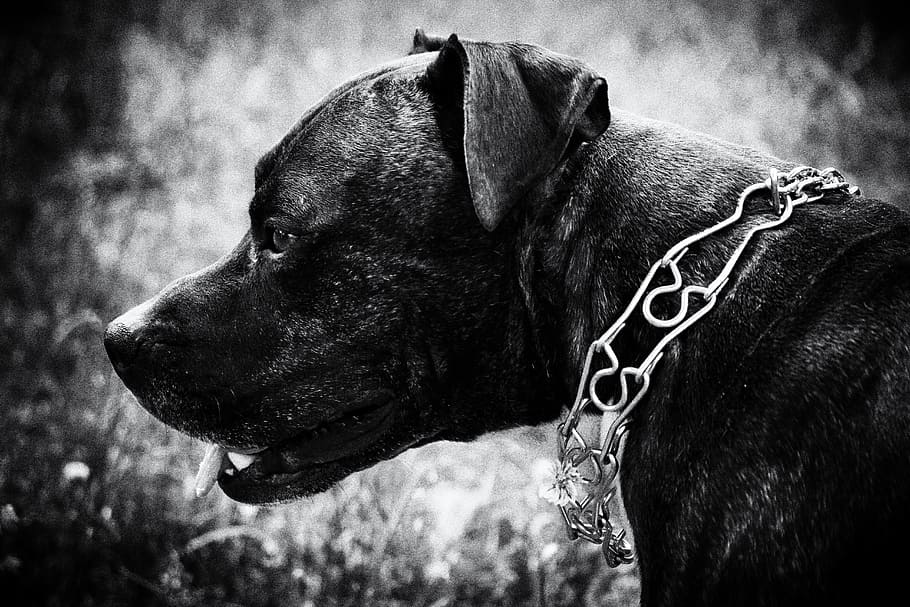 dog, pet, animals, collar, one animal, animal themes, canine HD wallpaper