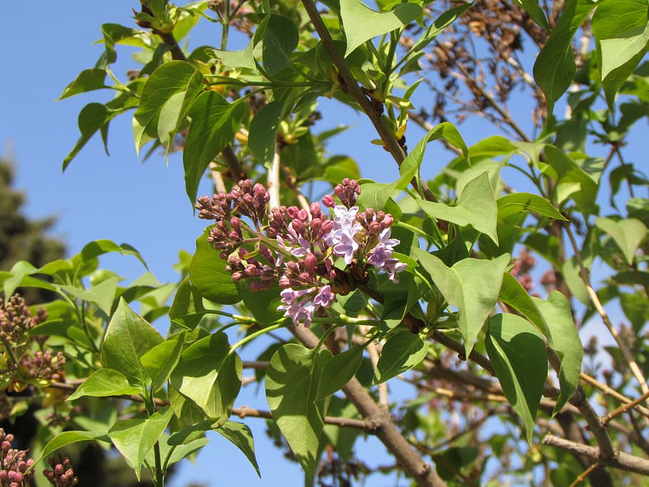 lilac, spring, bloom, plant, plant part, leaf, flower, growth HD wallpaper