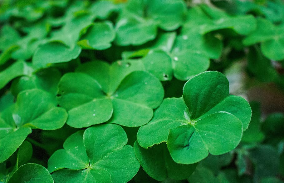 plant, nature, green, leaf, green Color, growth, freshness HD wallpaper