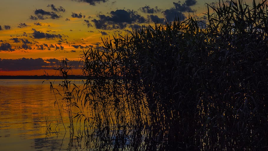 nature, panoramic, sunset, tree, dawn, landscape, evening, water HD wallpaper