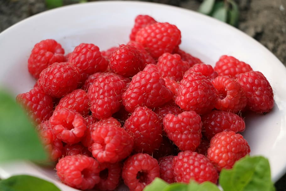 raspberry, pink, red, fruit, sweet, summer, healthy, refreshment HD wallpaper