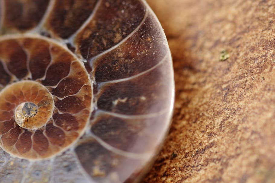 close up photography of brown snail, fossil, ammonit, petrification HD wallpaper
