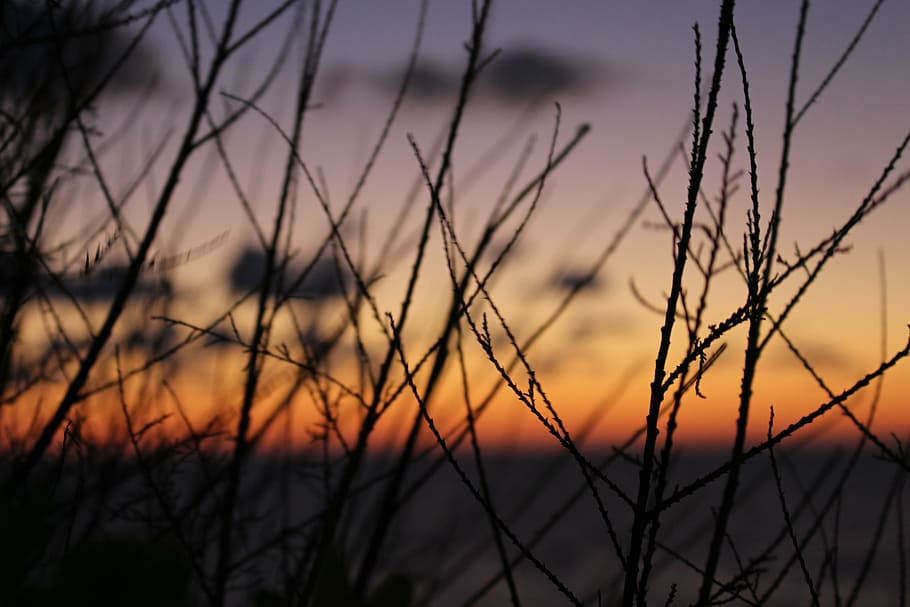 landscape, nature, sunset, sky, plant, scenics - nature, beauty in nature HD wallpaper