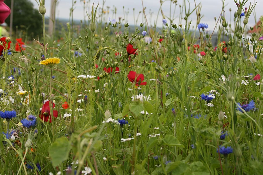 field flowers, spring, flowering plant, growth, vulnerability HD wallpaper