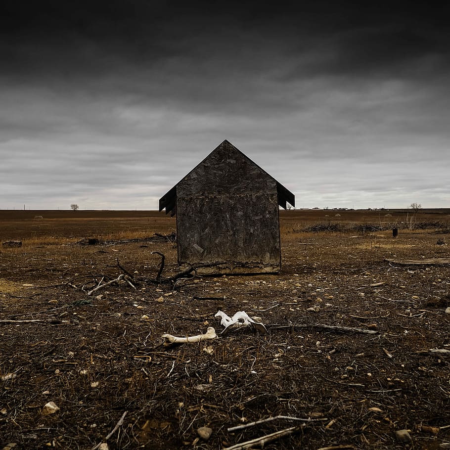 brown wooden shed in farm, brown shack in field, building, bones HD wallpaper
