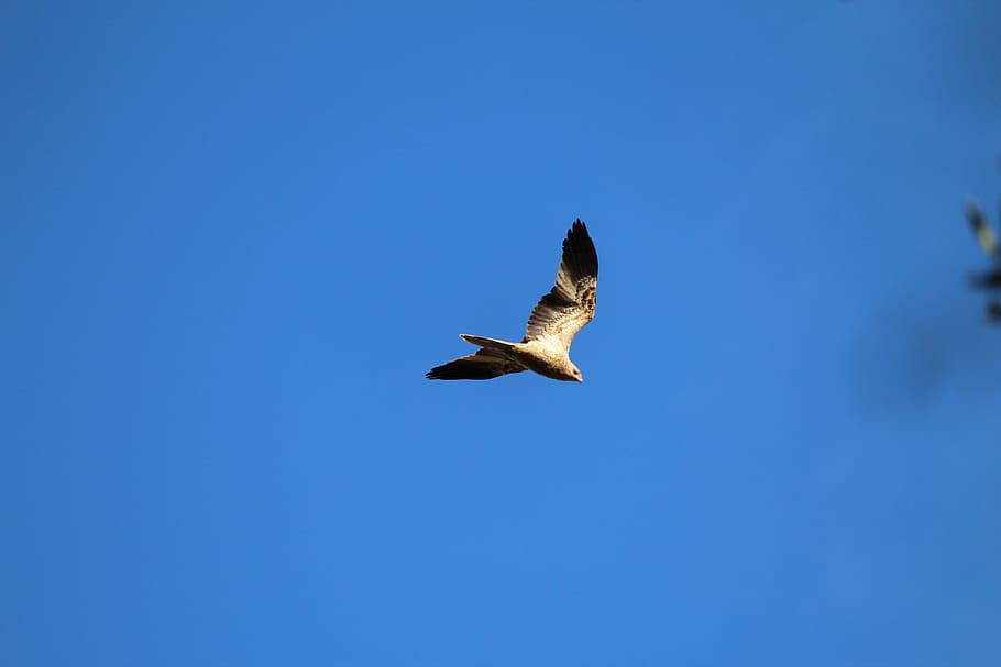 bird, prey, hawk, harrier, kite, fly, flying, soar, soaring HD wallpaper