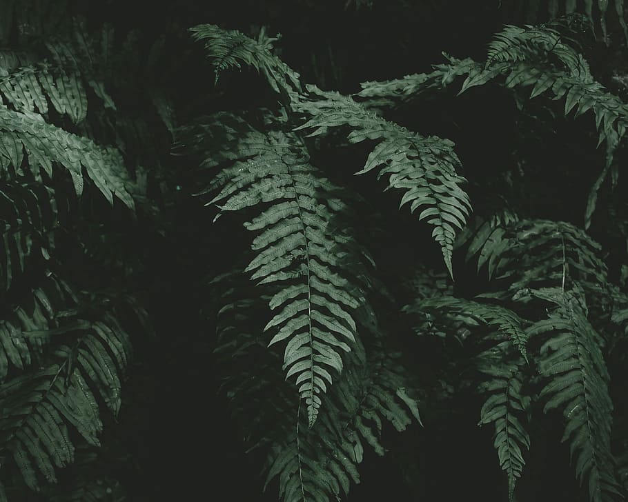 photo of fern plant, green leafed plants, tree, foliage, dark HD wallpaper