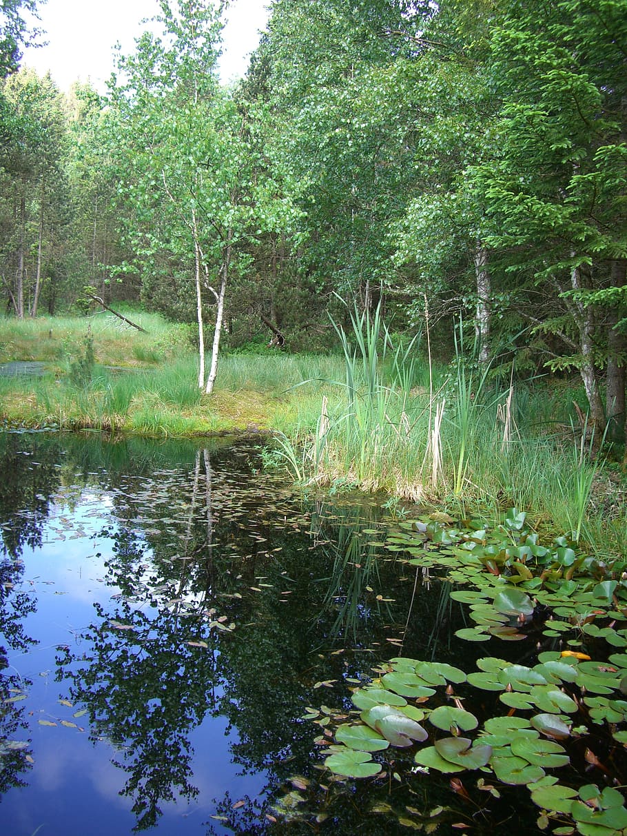 moor, pools, birch, mirroring, nature, tree, water, forest HD wallpaper