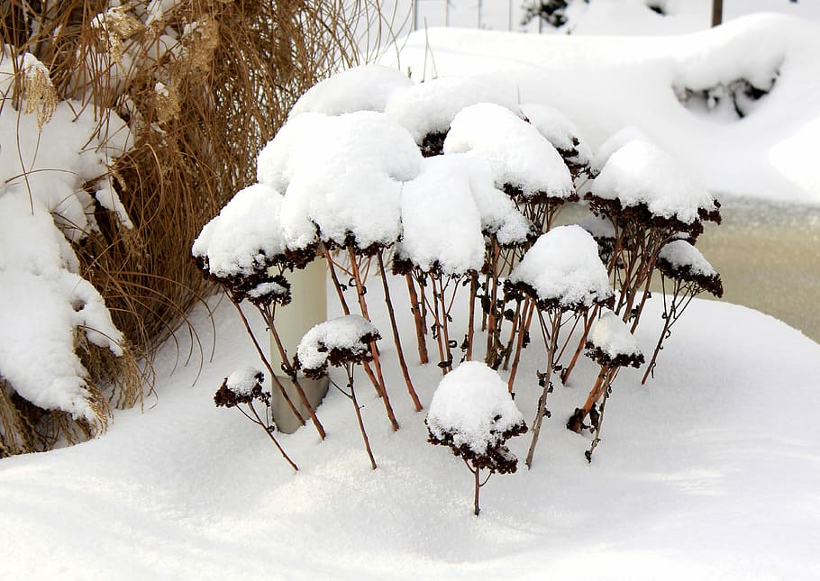 Winter, Snow, winterimpression, cold temperature, white color HD wallpaper