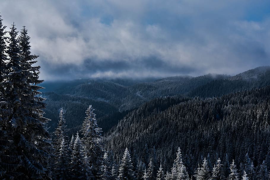 green leafed trees under blue sky, forest, mountain, clouds HD wallpaper