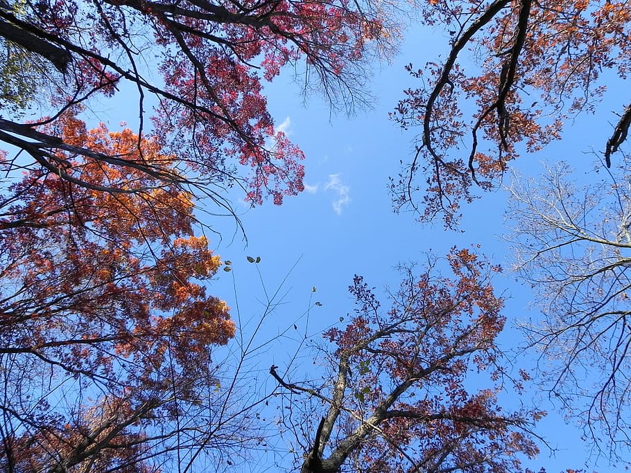 tree, branch, nature, park, season, fall, sky, plant, low angle view HD wallpaper