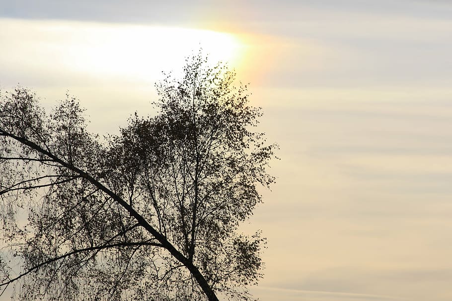 trees, sky, clouds, nature, sunset, plant, beauty in nature HD wallpaper