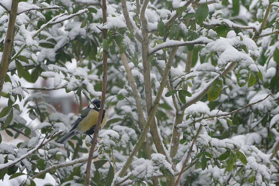 snow, nature, bird, animals in the wild, animal wildlife, animal themes HD wallpaper