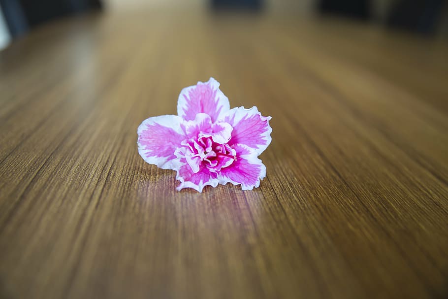 floweers and table, backround, desk, flower, pink color, flowering plant HD wallpaper