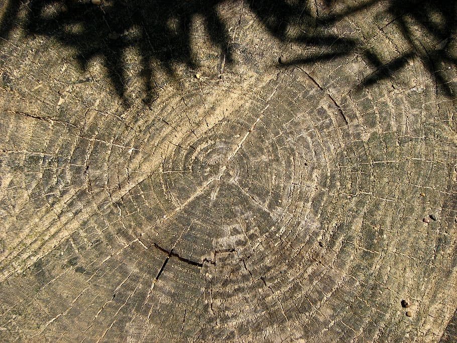 tree grates, annual rings, tree stump, shadow, lichtspiel, light HD wallpaper