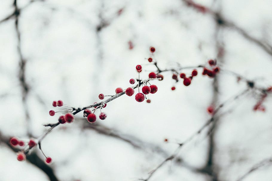 selective focus of cherry blossom, red, fruit, bearing, tree HD wallpaper