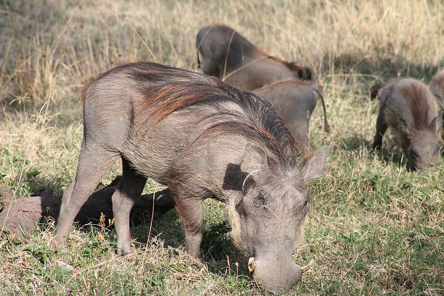 warthogs, bush, ethiopia, nature, animals, field, meadow, wild HD wallpaper