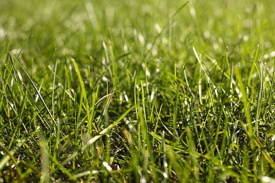 Summer, Horizontal, Grass, Spring, Time, spring time, vibrant color HD wallpaper
