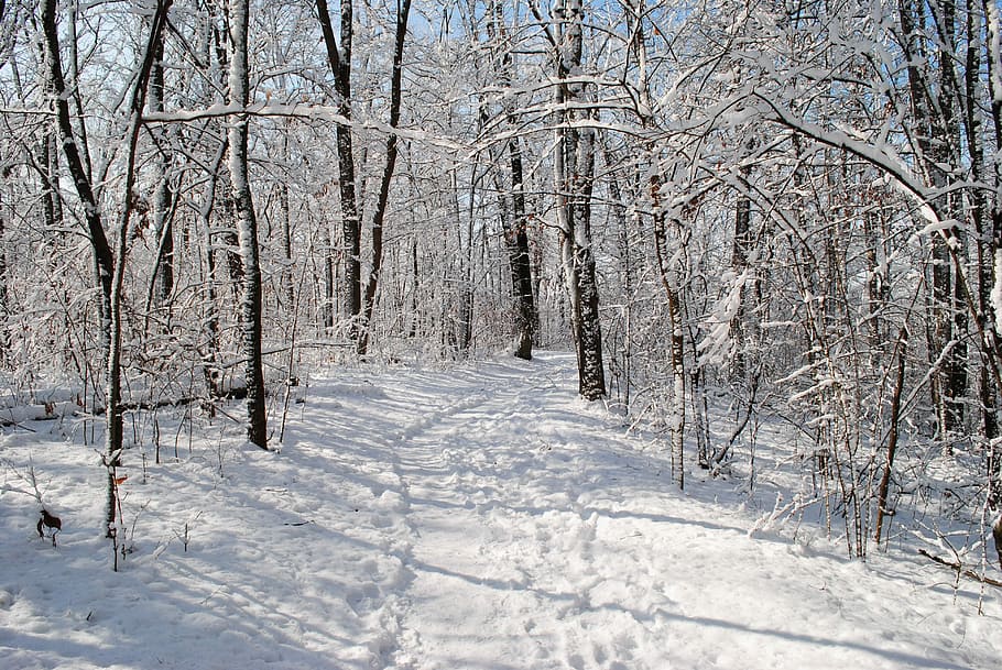 Snow, Trail, Winter, Nature, Cold, landscape, adventure, forest HD wallpaper