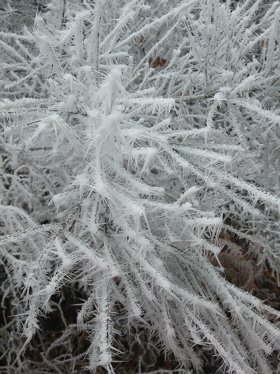 winter, ice, frost, wintry, cold, trees, nature, snow, frozen HD wallpaper