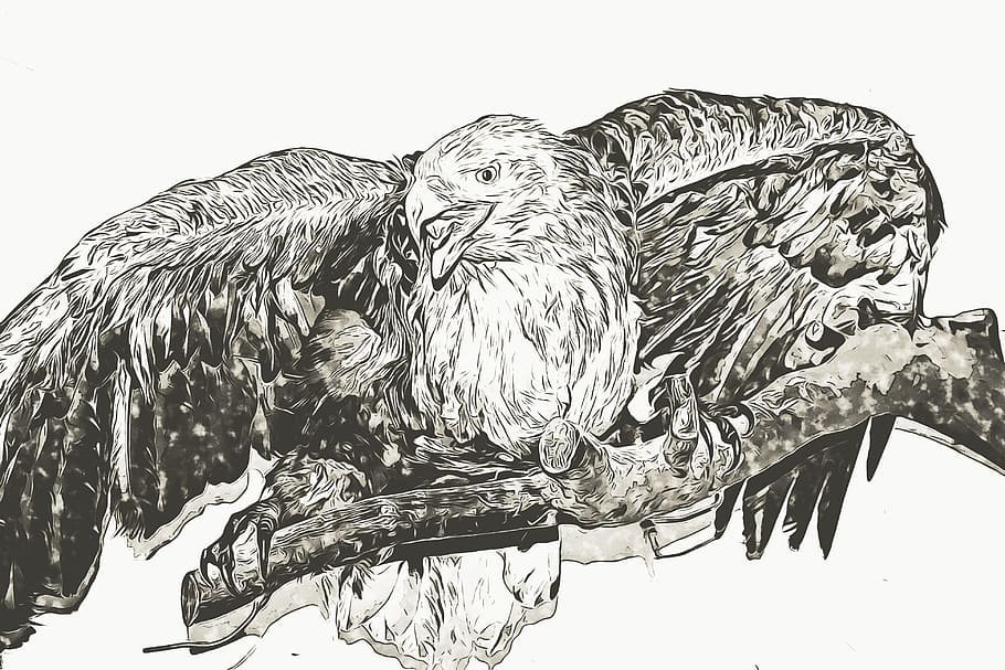 Graphics, Digital, Sas, Branch, sitting, wing, wings, bird HD wallpaper
