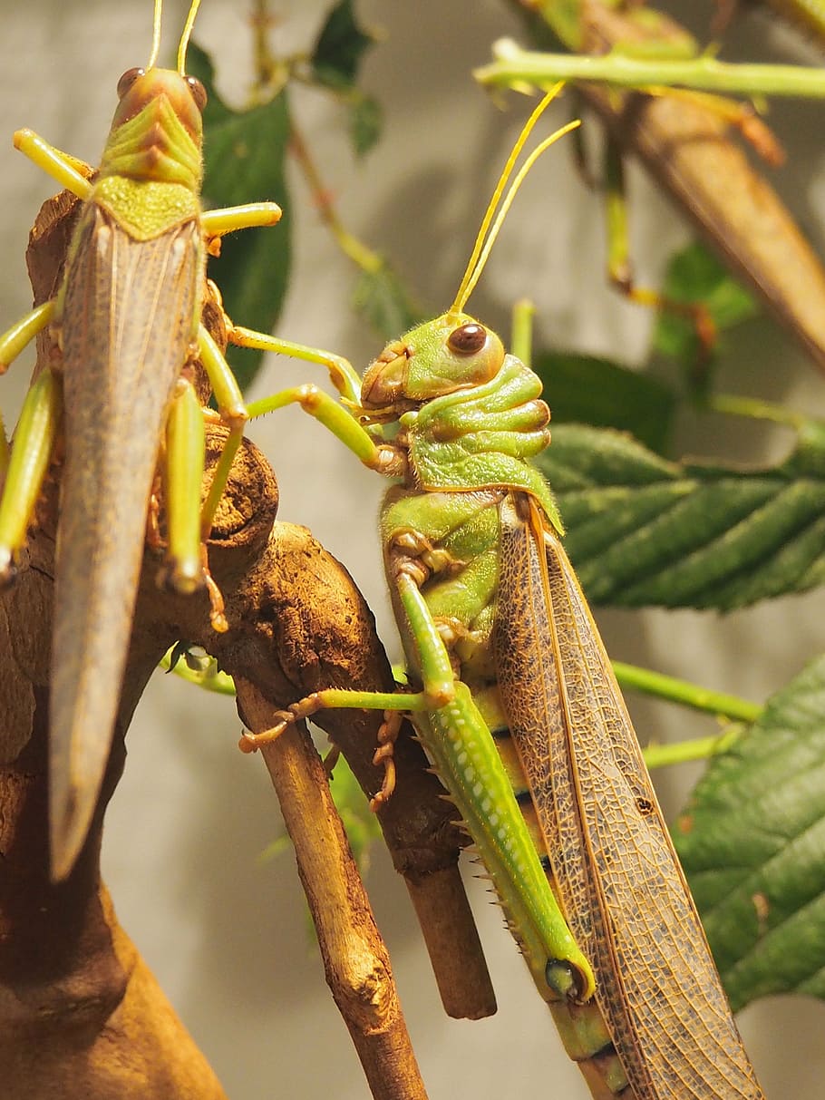 animal, grasshopper, insect, close, green, plant, macro, lighting HD wallpaper