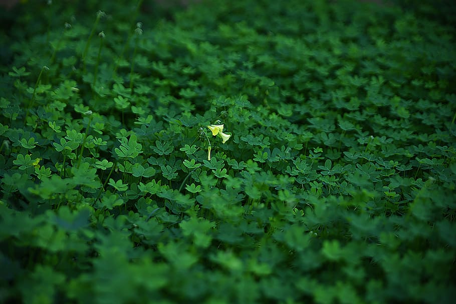 leaf, flora, nature, growth, flower, outdoors, environment HD wallpaper