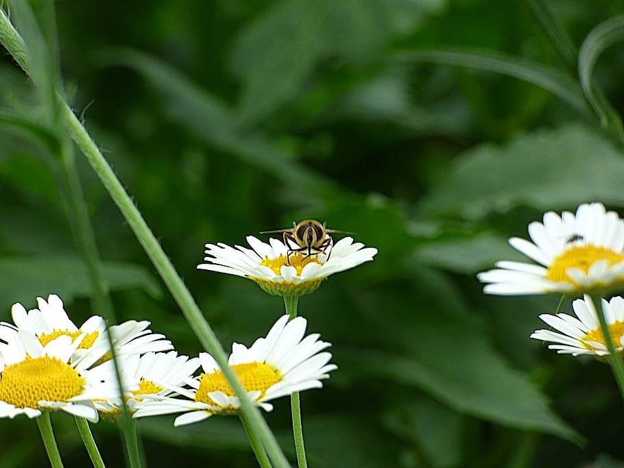 insect, bee, blossom, bloom, nature, flower, summer, plant HD wallpaper