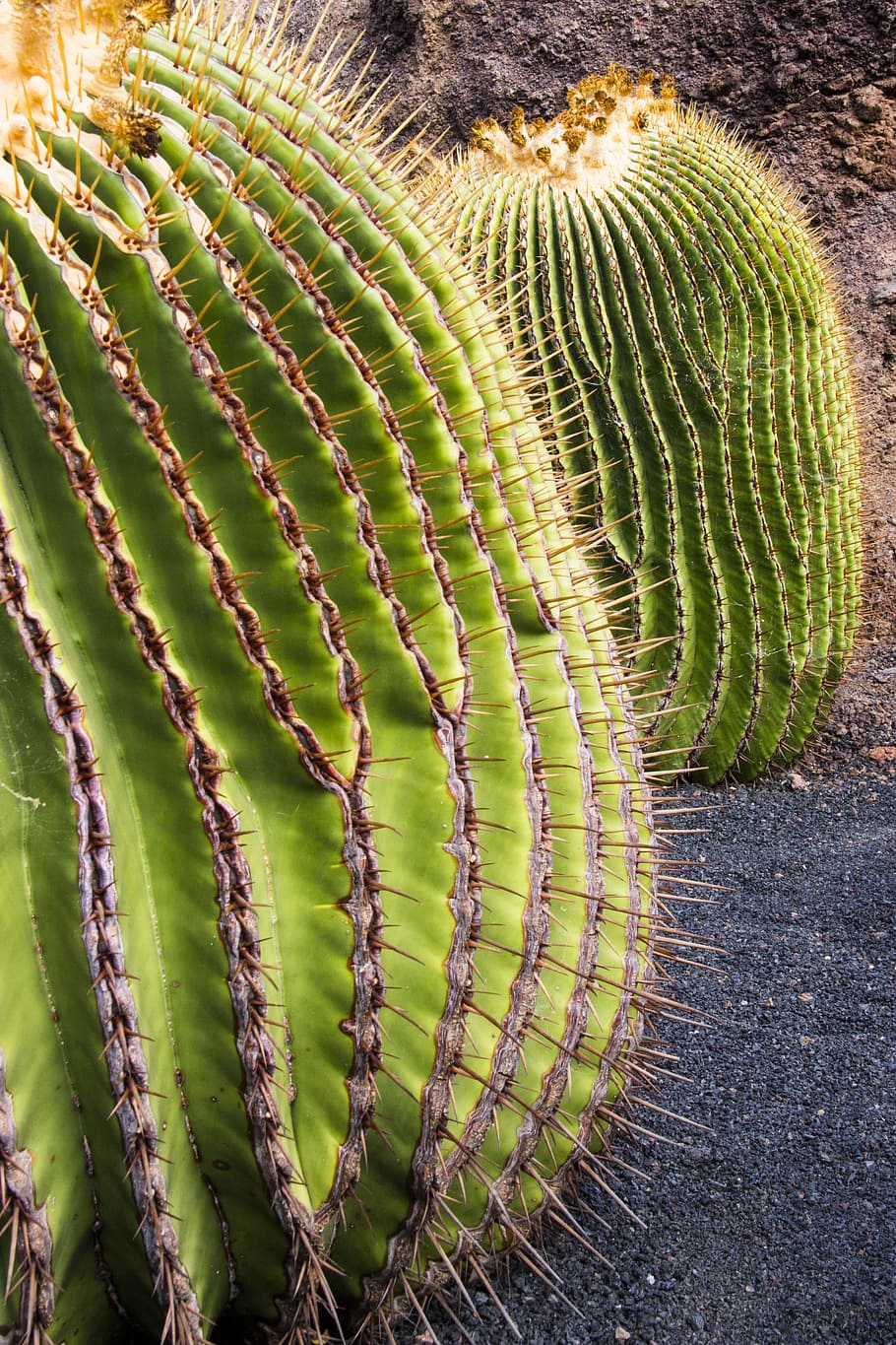 cactus, spur, dorne, prickly, ball cactus, green color, succulent plant HD wallpaper
