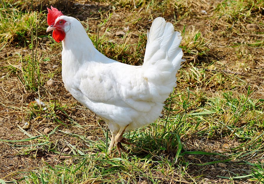 HD wallpaper: white rooster on grass field, chicken, hen, poultry, pinnate  | Wallpaper Flare