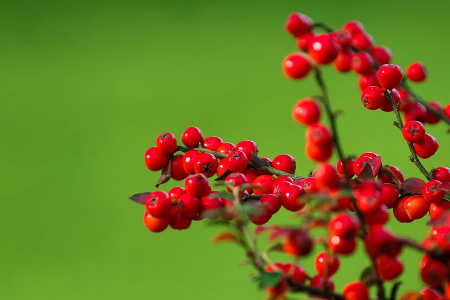 Berries, Berry, Bunch, Background, green, garden, plant, red HD wallpaper