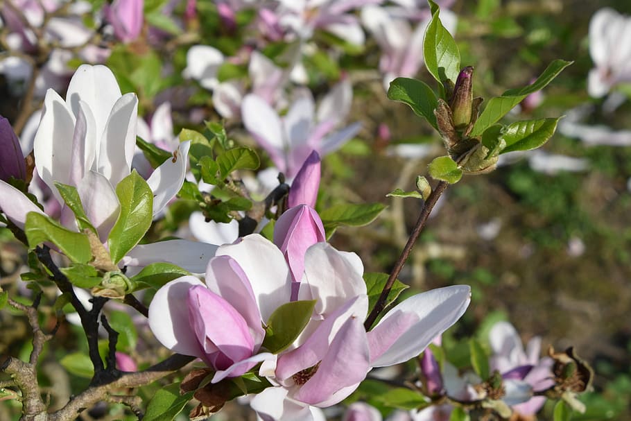 flower, nature, plant, leaf, garden, fulfillment, magnolia HD wallpaper