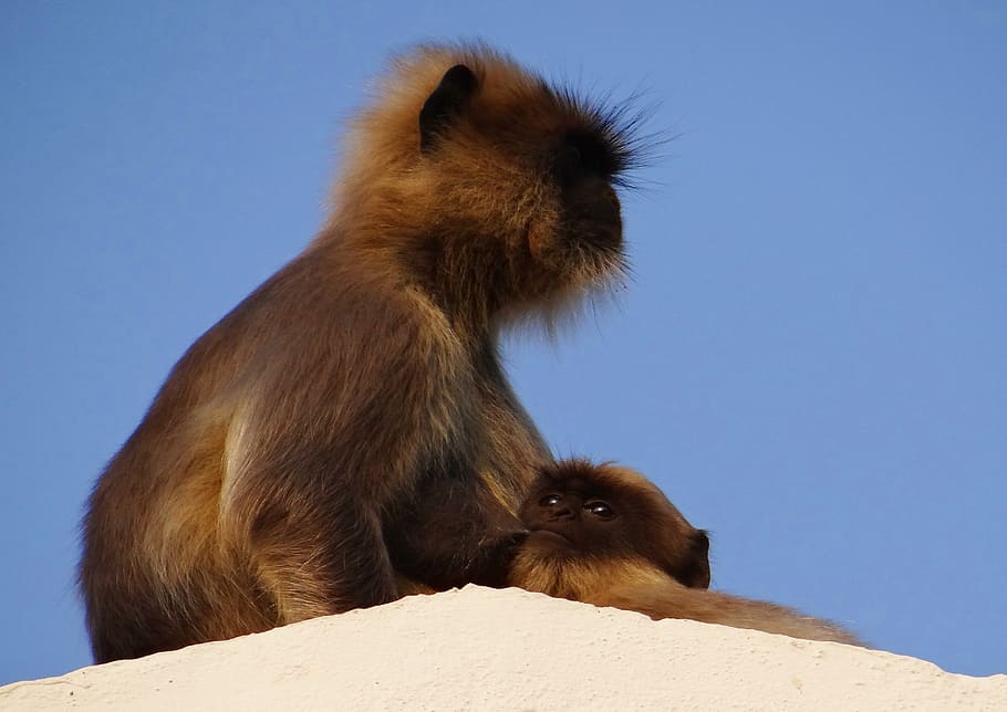 Monkey, Mom, Suckling, Langur, baby, hanuman langur, semnopithecus entellus, HD wallpaper