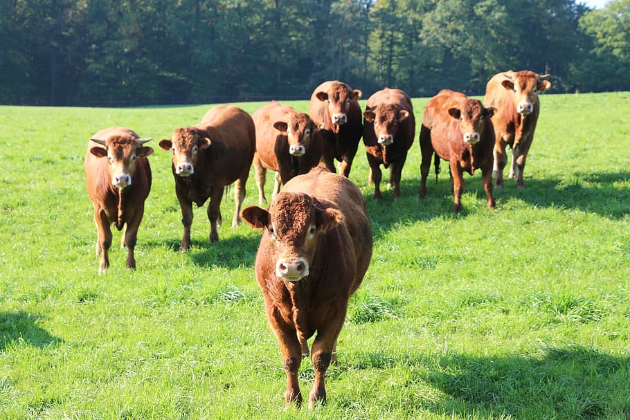 vaches rousses, herds, breeding, grass, mammal, animal, domestic animals HD wallpaper